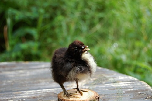 Domestic chick taxidermy - domestic,