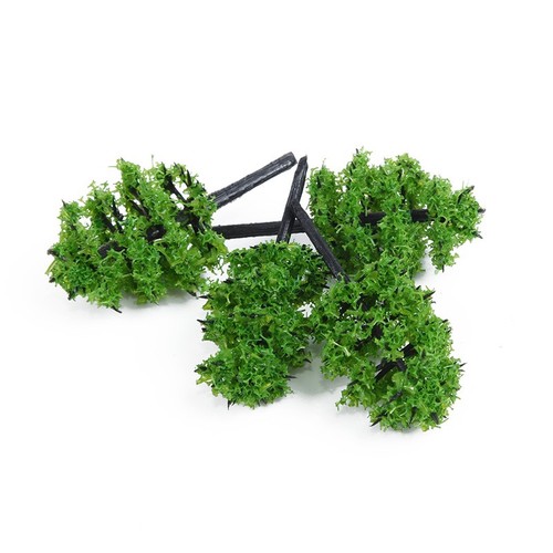Lot arbres camphriers en - de,