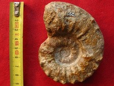 Ammonite de l'Oxfordien 