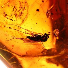 Ambre naturel baltique avec