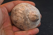 Oursin fossile Echinolampas Hemisphaericus Drome  France Helvétien 185g