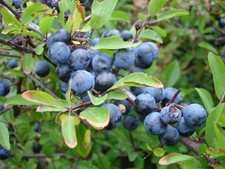 Sloe - Blackthorn - Prunus