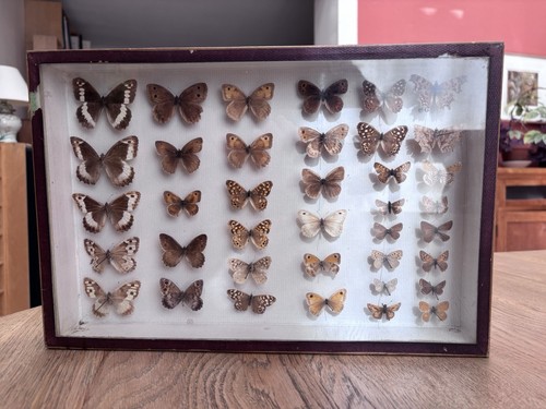 Cadre vitrine entomologie