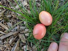 20 graines tomates Thai pink egg francaise tomato seed delicious rare paysanne