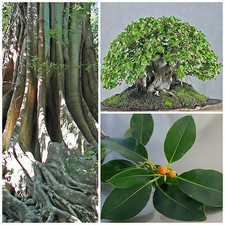 10 graines de Ficus obliqua