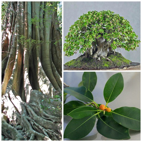Graines ficus obliqua - ficus,