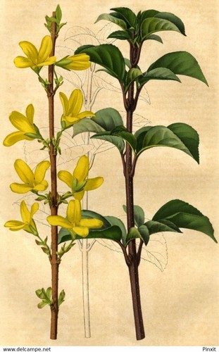 Revue horticole fleur - revue,