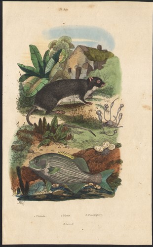 1839 gravure aquarellée - 1839,