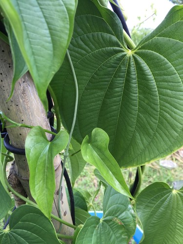 Man saeng hin saraburi yam - hin,