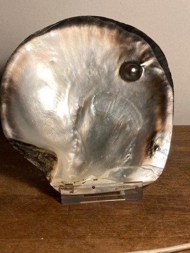 Ancienne grande coquille - ancienne,