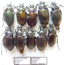 Carabus archicarabus nemoralis lucidus  (10 ex) from FRANCE