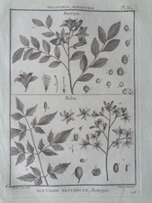 BOTANIQUE Gravure ancienne