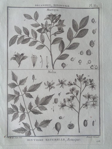Botanique gravure ancienne - gravure,