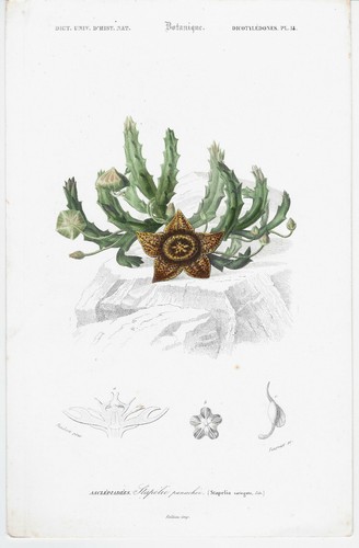 Stapelie panachee botanique - stapelie, panachee.