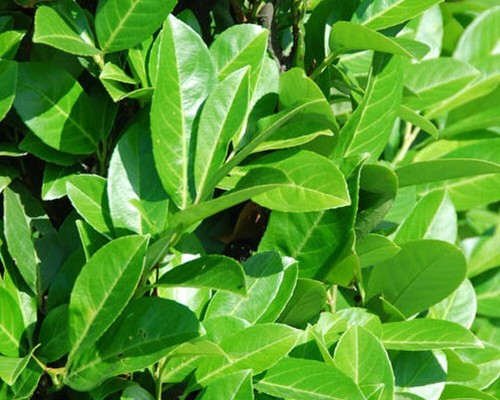 Prunus laurocerasus