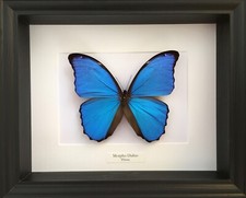Véritable Papillon Morpho