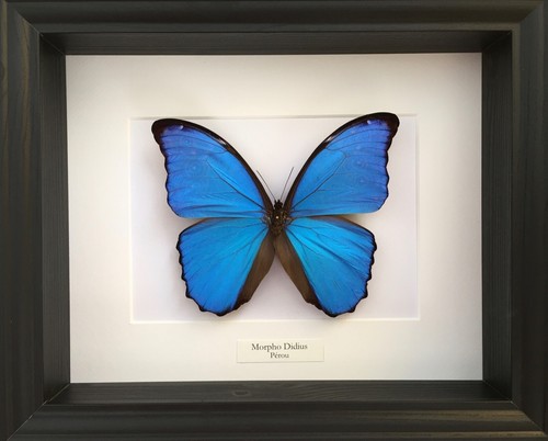 Véritable papillon morpho - véritable,
