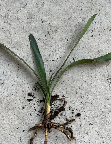 Clivia miniata bush lily - 1,