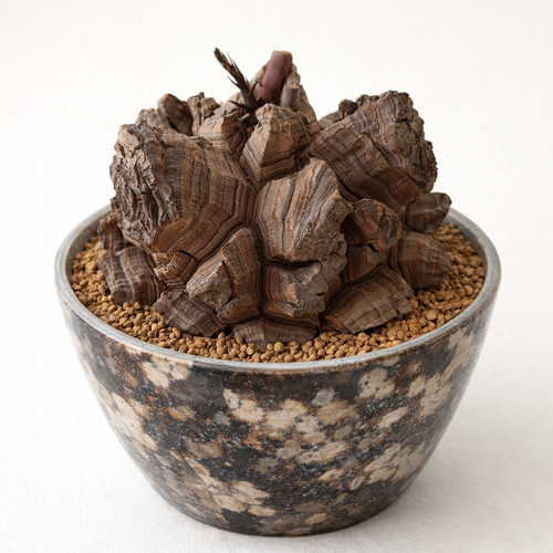 Dioscorea elephantipes var