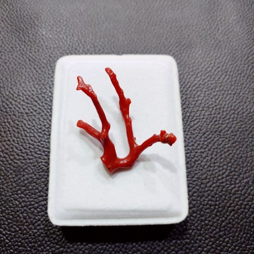Branche corail naturelle - corail,