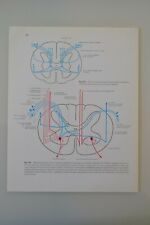 PLANCHE D'ANATOMIE HUMAINE SYSTEME NERVEUX ATLAS Dr SOBOTTA MEDECINE SCIENCE