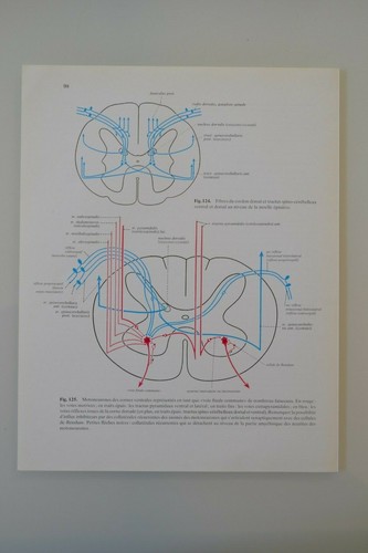 Planche anatomie humaine - planche, d'anatomie