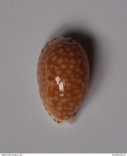 Cypraea gaskoinii