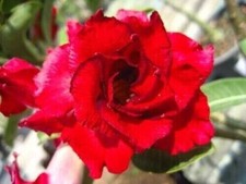 10 graines d'ADENIUM OBESUM