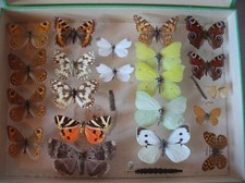 Ancienne vitrine boîte collection papillon entomologie cabinet curiosité n°3