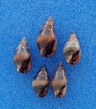 Coquillage de collection : Tritia elongata (x5) (France, Atlant, Nassariidae)