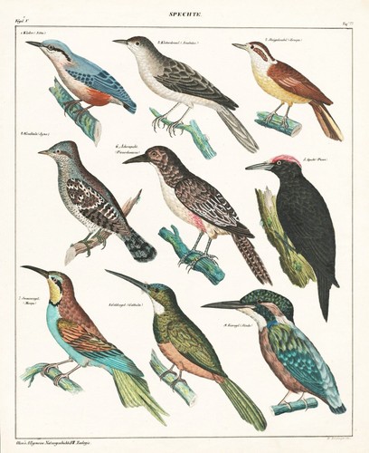 Martin pêcheur pic - pêcheur, oiseaux