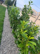 Laurier-cerise Novita 40–70