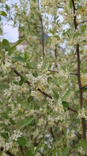 Elaeagnus umbellata de - elaeagnus,