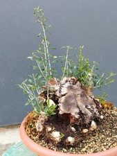 Bonsaï olivier robuste 40 x