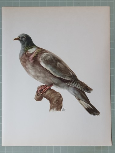 Vintage impression oiseaux - impression,