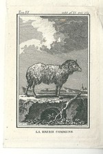 Gravure ancienne la brebis