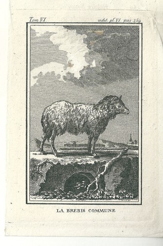 Gravure ancienne brebis - gravure,