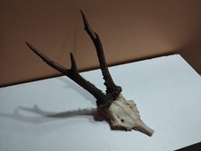 BEAU TROPHEE CHEVREUIL BROCARD