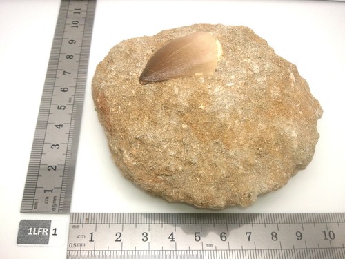 Dent mosasaure fossille - dent,