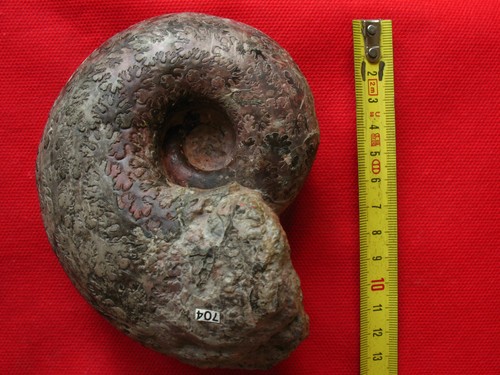 Ammonite toarcien - toarcien,