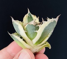 Agave Titanota "Snaggletooth"