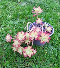 Sedum palmeri, easy succulent