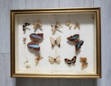 Lot papillons Taxidermie entomologie Dans boîte En Bois cabinet curiosités 