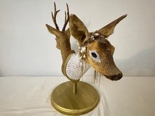 Taxidermie Double Têtes