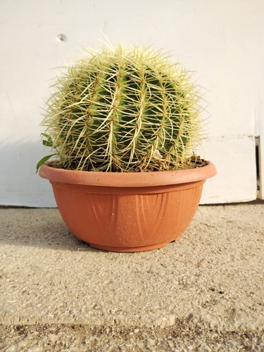 Plante echinocactus grusonii - plante,