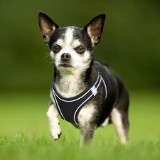 HEELE Harnais pour Petit Chien- Réfléchissant Doux Respirant Taille L REF 6096