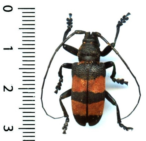 Cerambycidae ceroplesis - –,