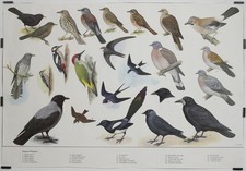Oiseaux d'Europe 1 1985