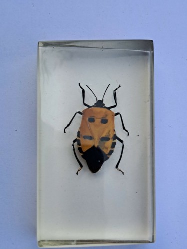 Vintage joli insecte punaise - joli,
