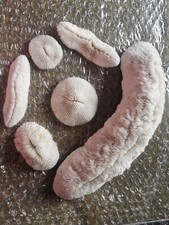 Lot de divers coussins de requin